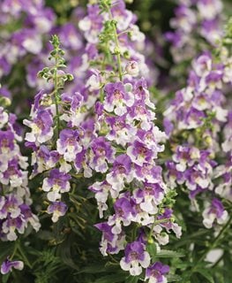 Angelface Wedgewood Blue Angelonia, Purple And White Flowers, Annual Flower
Proven Winners
Sycamore, IL