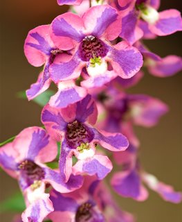 Angelmist Spreading Berry Sparkler Angelonia, Pink And Purple Flowers, Annual Flower
Janet Loughrey
