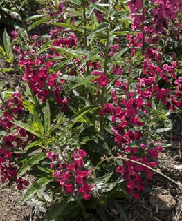 Archangel Cherry Red Angelonia, Angelonia Angustifolia, Red Flowers
Millette Photomedia