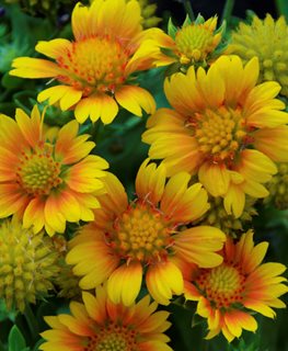 Arizona Apricot blanket flower