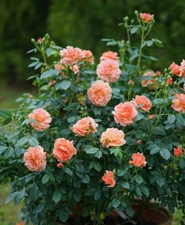 At Last, Rose Shrub, Pink Blooms
Proven Winners
Sycamore, IL