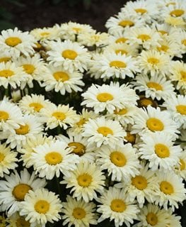 Banana Cream Ii Shasta Daisy, Leucanthemum Superbum  Proven Winners  Sycamore, IL