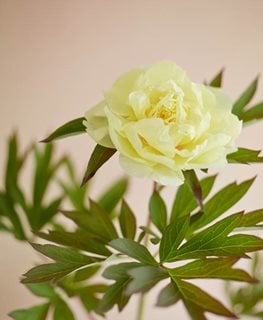 Bartzella, Yellow Blossoms, Spicy Fragrance
Garden Design
Calimesa, CA