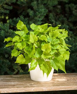 Sweet Caroline Bewitched Green with Envy Sweet Potato Vine