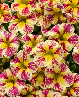 Bicolor Calibrachoa, Superbells, Holy Moly
Proven Winners
Sycamore, IL