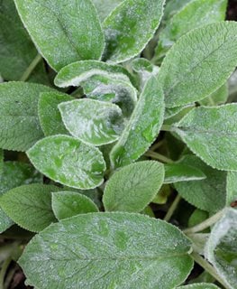 'big Ears' Lamb's Ear, Lamb's Ear Plant
Shutterstock.com
New York, NY