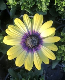 Blue-Eyed Beauty African Daisy, Yellow And Blue Flower, Ostespermum
Garden Design
Calimesa, CA