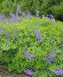 Blue False Indigo, Baptisia Australis,
Shutterstock.com
New York, NY