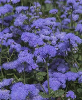 Blue Horizon Floss Flower, Ageratum Houstonianum, Blue Flower
Shutterstock.com
New York, NY