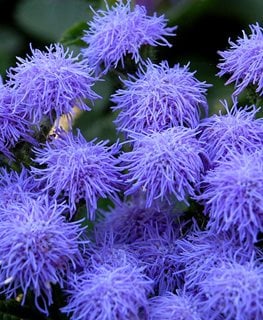Blue Mink Floss Flower, Ageratum Houstonianum
Shutterstock.com
New York, NY