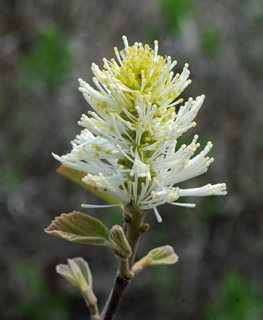 Blue Mist Fothergilla, Witch Alder
Millette Photomedia