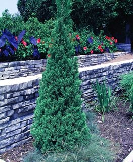 Blue Point Juniper, Conifer, Blue-Green Foliage
Millette Photomedia