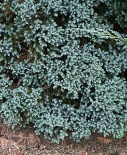 Blue Star Singleseed Juniper, Blue Star Juniper, Evergreen Shrub
Spring Meadow Nursery
Grand Haven, MI
