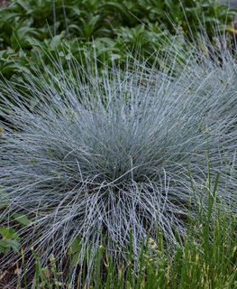 'Blue Whiskers' blue fescue