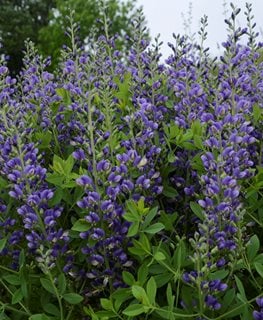 Blueberry Sundae Baptisia, Baptisia Hybrid, Purple Flowers
Proven Winners
Sycamore, IL