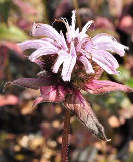 Bradbury's Bee Balm, Pink Flower, Monarda Bradburiana
Millette Photomedia