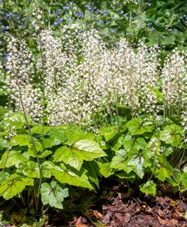 Brandywine Tiarella, Tiarella Cordifolia, Foamflower
Shutterstock.com
New York, NY