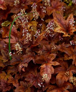 'Brass Lantern' heucherella