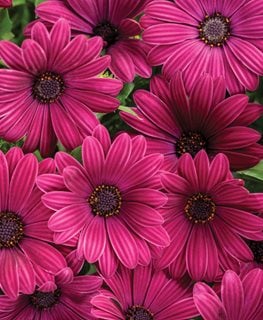 Bright Lights Purple African Daisy, Osteospermum, Purple Flower
Proven Winners
Sycamore, IL