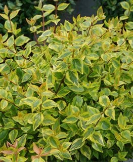 Brilliantina Abelia, Abelia X Grandiflora
Proven Winners
Sycamore, IL