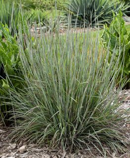 Brush Strokes Little Bluestem, Schizachyrium
Proven Winners
Sycamore, IL