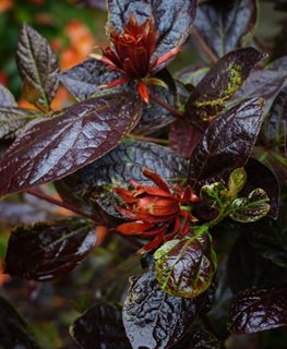 'Burgundy Spice' sweetshrub