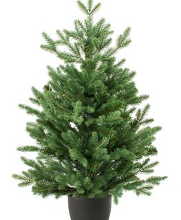 Buy A Living Christmas Tree
Garden Design
Calimesa, CA