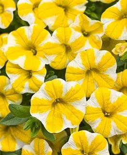 Calibrachoa, Million Bells, Lemon Slice
Proven Winners
Sycamore, IL