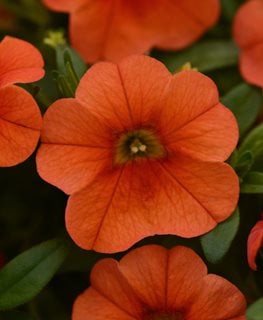 Can Can Calibrachoa, Orange Flower
Proven Winners
Sycamore, IL