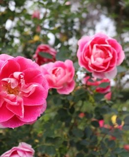 Carefree Wonder Rose, Rosa Hybrid, Meipitac
Shutterstock.com
New York, NY