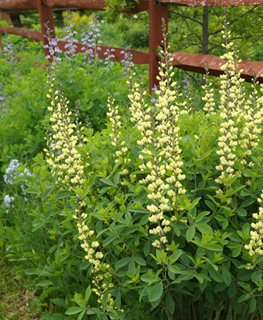 Carolina Moonlight, Baptisia Hybrid, False Indigo
Shutterstock.com
New York, NY