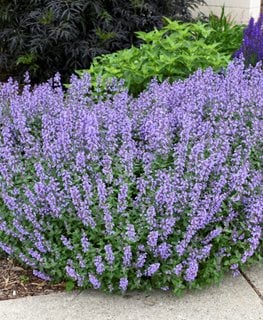 Cat's Meow Catmint, Nepeta Faassenii, Catmint Plant
Proven Winners
Sycamore, IL