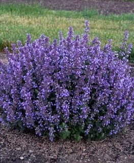 Image of Catmint full sun flowers