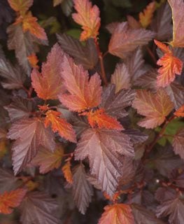 Center Glow Physocarpus, Mildew Resistant
Millette Photomedia