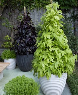 Sweet Caroline Upside Key Lime Sweet Potato Vine