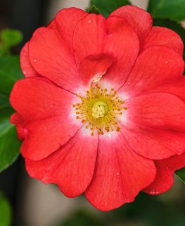 Coral Drift Rose, Drift Rose, Coral Rose
Shutterstock.com
New York, NY