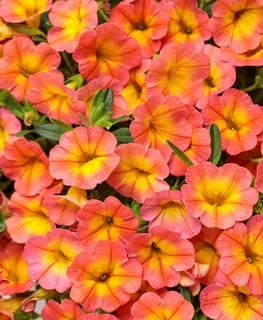 Coral Sun Calibrachoa, Superbells Coral Sun
Proven Winners
Sycamore, IL