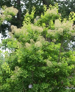 Cotinus Golden Spirit, Golden Spirit Smoke Tree
Spring Meadow Nursery
Grand Haven, MI