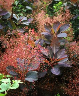 Cotinus Grace, Grace Smoke Bush, Red Flower Plume
Spring Meadow Nursery
Grand Haven, MI