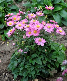 Curtain Call Pink Anemone, Pink Flower, Perennial
Proven Winners
Sycamore, IL