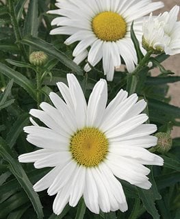 Amazing Daisies® Daisy May® Shasta daisy
