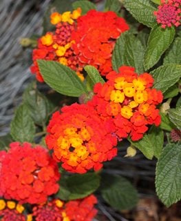 Dallas Red Lantana, Red And Yellow Flowers
Shutterstock.com
New York, NY