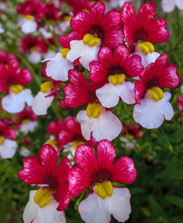 Danish Flag Nemesia, Nemesia Strumosa
Shutterstock.com
New York, NY