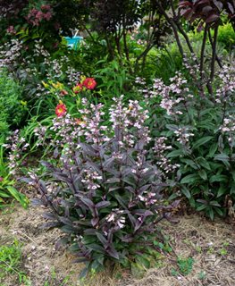 Dark Towers, Penstemon Digitalis
Millette Photomedia