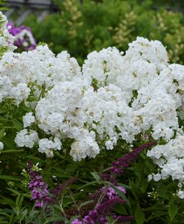 David Phlox, Phlox Paniculata, White Garden Phlox
Proven Winners
Sycamore, IL