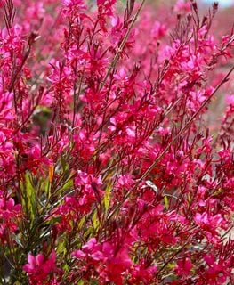 Deep Whiskers Rose Gaura, Gaura Lindheimeri
Shutterstock.com
New York, NY