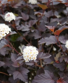Diabolo, Diablo Ninebark
Shutterstock.com
New York, NY