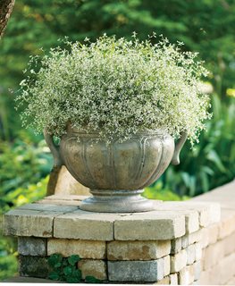 Diamond Frost Euphorbia, Euphorbia Hybrid
Proven Winners
Sycamore, IL