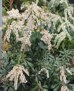 Dorothy Wyckoff Pieris, Lily Of The Valley Shrub
Millette Photomedia
