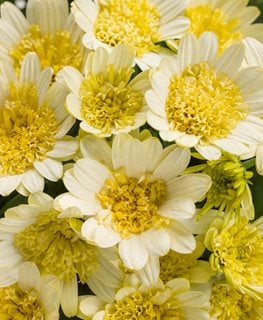 Double Moonglow African Daisy, Yellow Flower, Double Flower
Proven Winners
Sycamore, IL